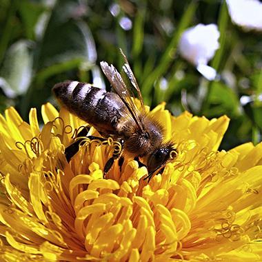 Biene auf gelber Blüte