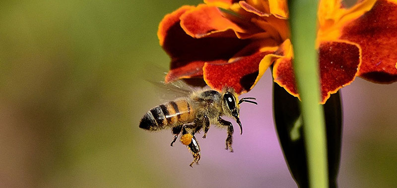 Biene mit Blume