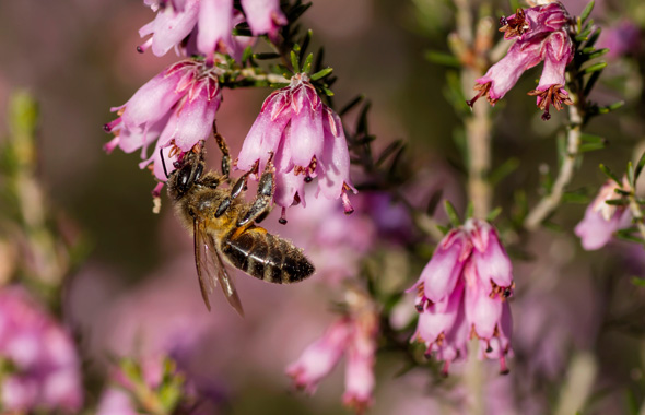 Biene an einer Heidepflanze