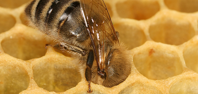 Biene klettert in Wabe