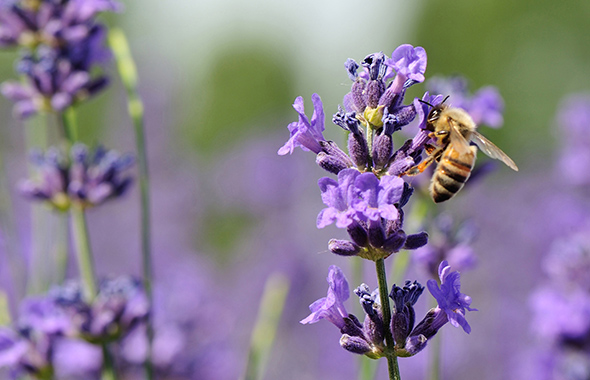 Bienen sitzt auf Lavendel 