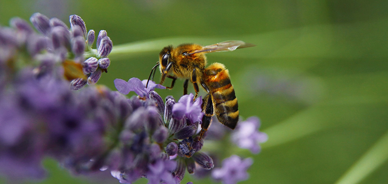 Biene auf lila Blüte