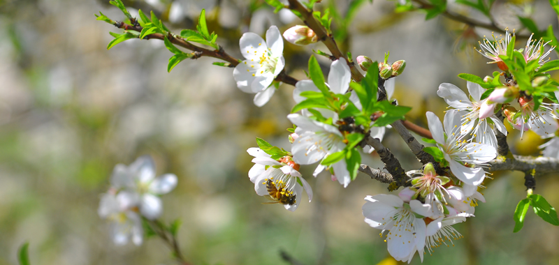 Biene an einer Mandeblüte