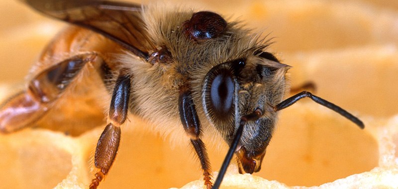 Biene mit Varroamilbe