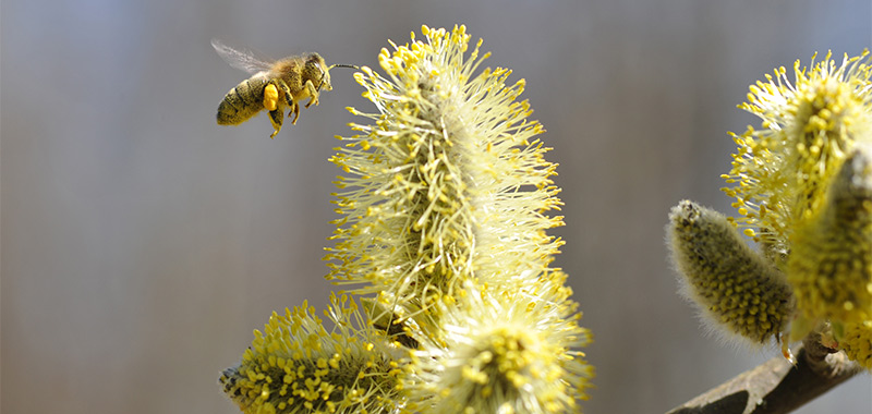 Honigbiene fliegt die Blüten einer Weide an