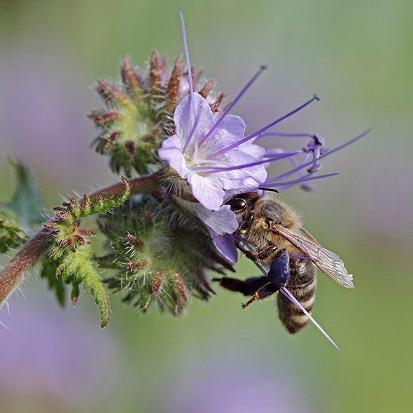 Biene auf Phaceliablüte
