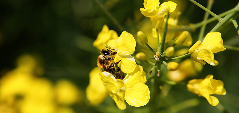 Biene auf Rapsblüte