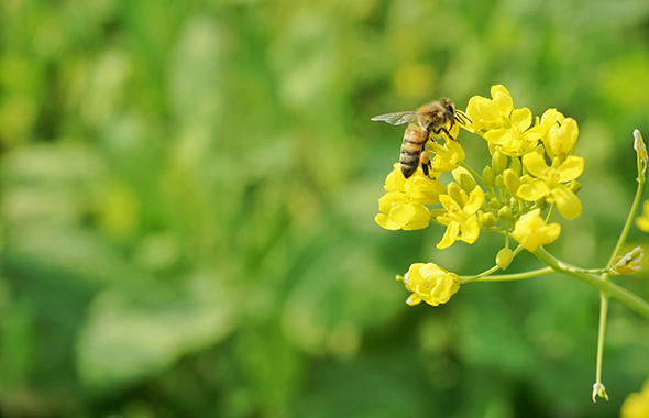 Honigbiene sammelt Nektar an Rapsblüte