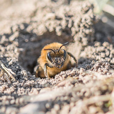 Biene im Sand