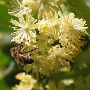Biene an der Blüte der Sommerlinde