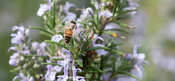 Biene an Thymianblüte