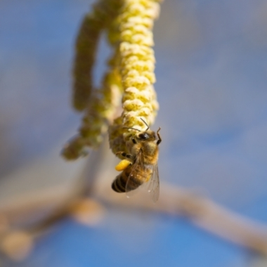 Bienen an der Haselblüte