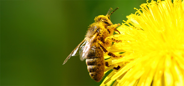 Eine Biene bedeckt mit Blütenstaub