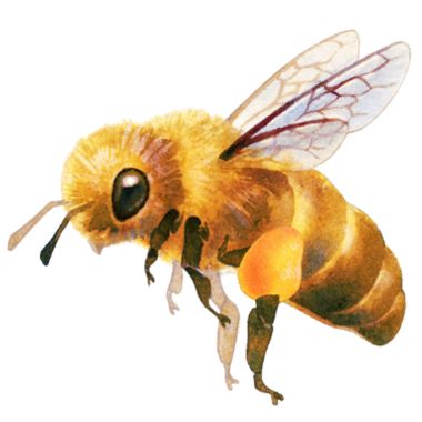 Gezeichnete Biene