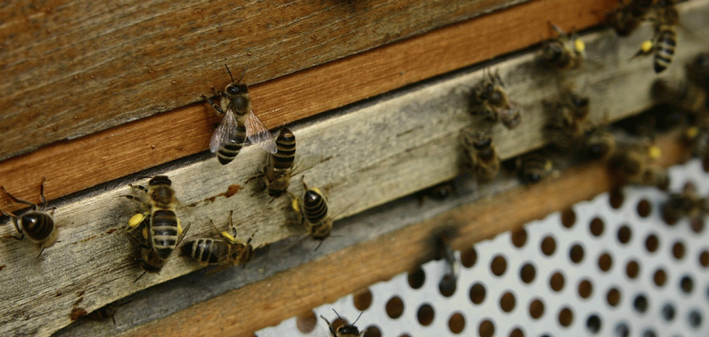 Bienen am Flugloch