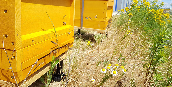 Das Zuhause des APD Bienenvolkes