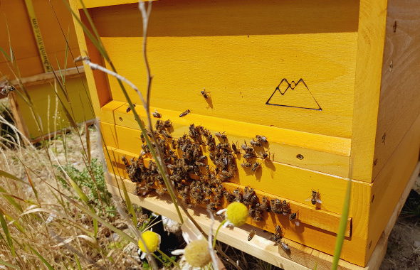 Die APD Bienen versammeln sich am Flugloch ihrer Beute