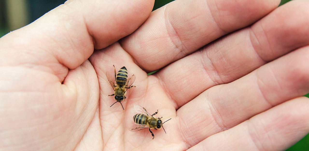 Zwei Bienen auf einer Hand