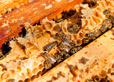 Bienen sitzen auf Wachswaben