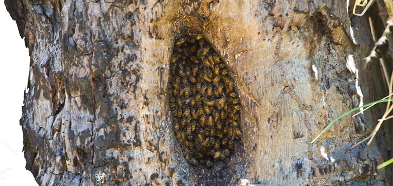 Wilde Honigbienen am Eingang ihrer Baumbeute