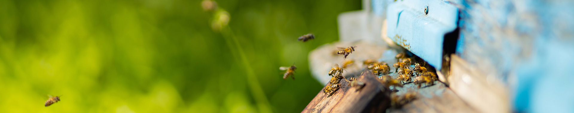 Bienen am Flugloch