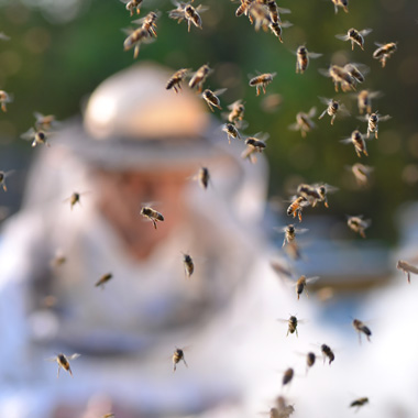 Bienen fliegen rund um ihren Imker
