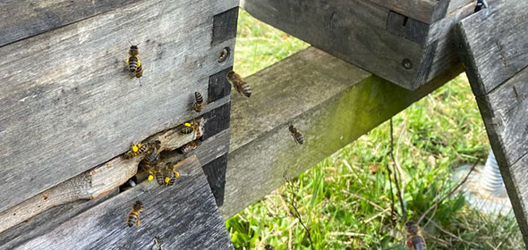 Bienen mit vollen Pollenhöschen am Flugloch ihrer Beute