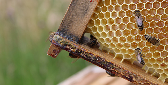 Die Patenbienen der Teutoburger Ölmühle 