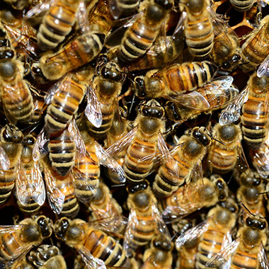 Bienen im Stock