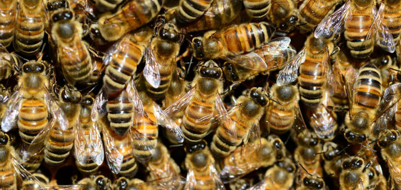 Bienen in ihrem Stock