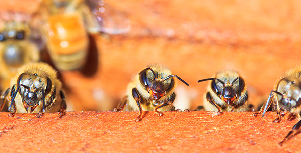 Vier Bienen im Stock