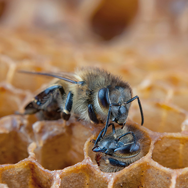 Bienen in einer Wabe