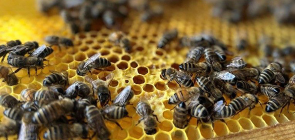 Interzero Patenbienen