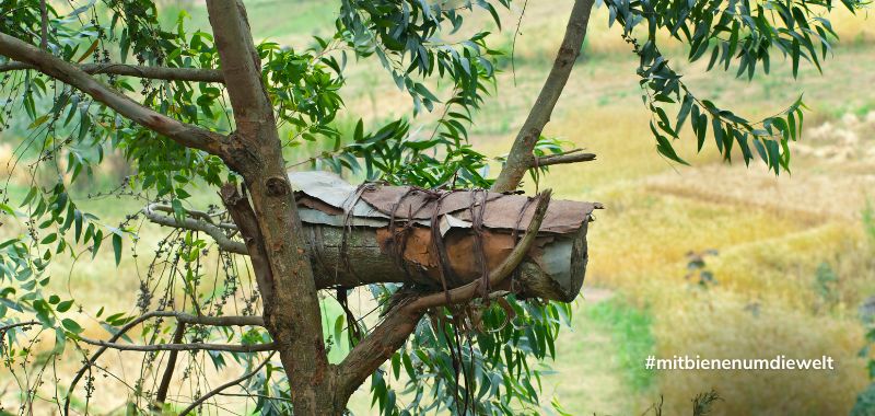 Bienen in Kenia