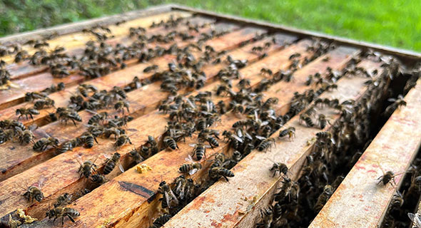 Die Patenbienen von Linzenich