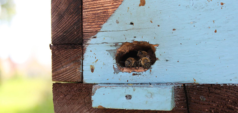 Bienen bereit zum Abflug