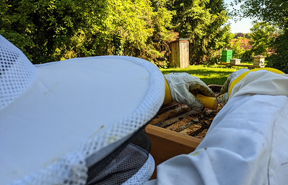 Imkerin Marlene bei Arbeiten am Bienenvolk