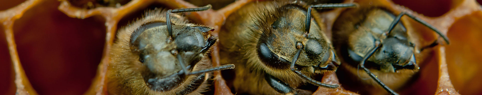 Mehrere Bienen aus der Nähe