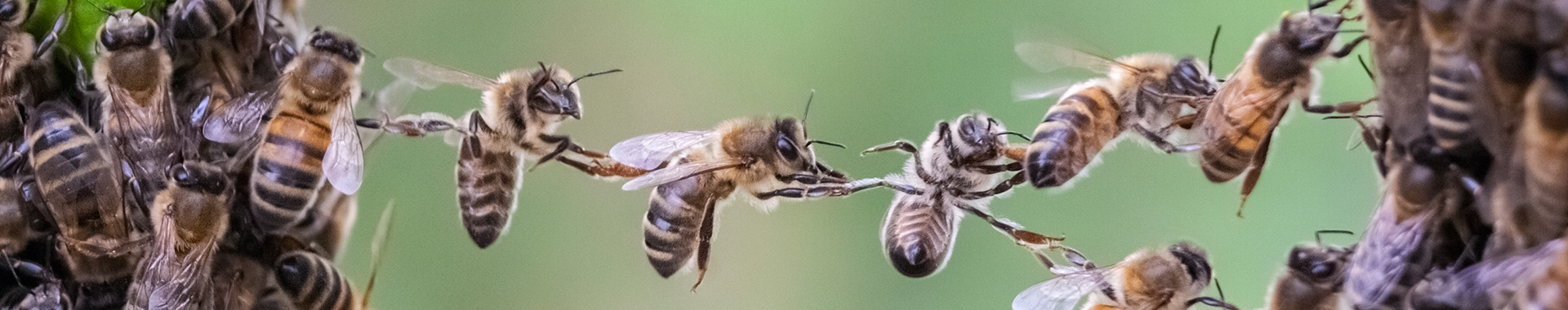 Bienen helfen sich durch Teamwork