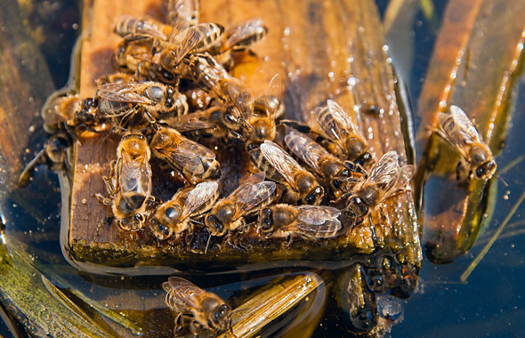 Bienen an einem Teich