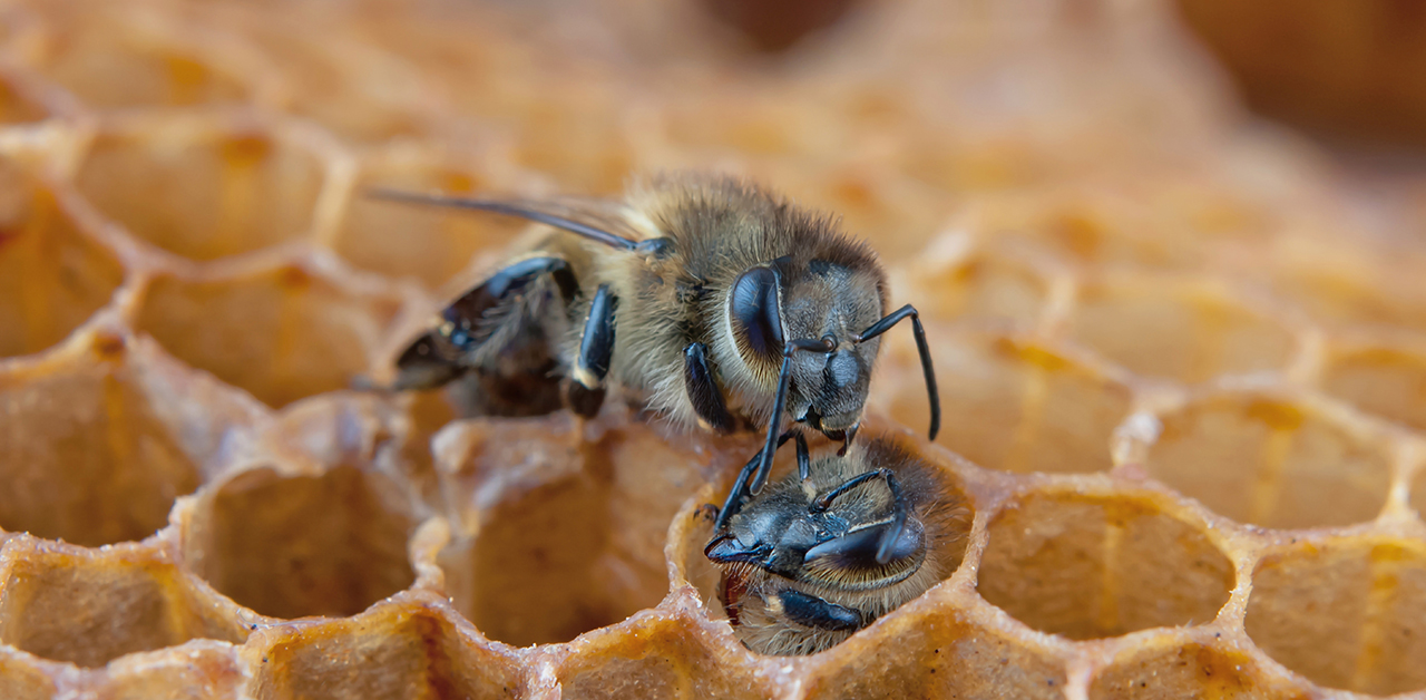 Gemeinsam Bienen retten