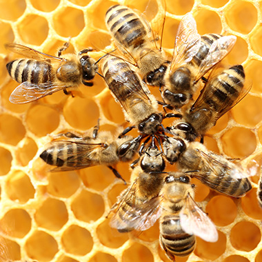 Bienenvolk bei Imker