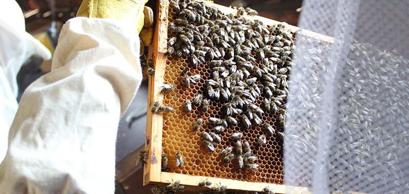 Bienen auf Wabenrahmen