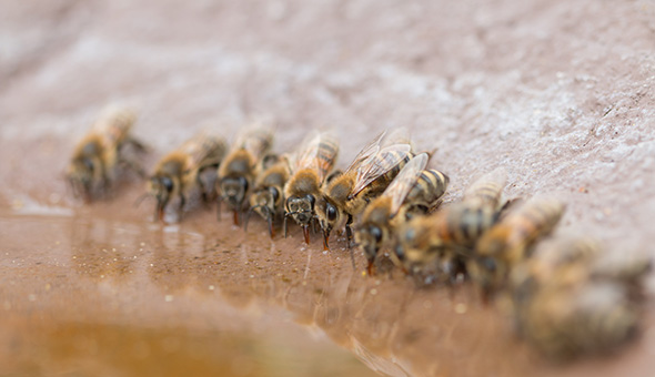 Honigbienen von Patenimker Dirk an einer Wassertränke