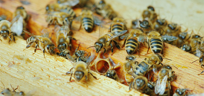 Bienen auf einem Holzbrett