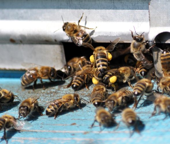 Eine Gruppe an Bienen krabbelt vor dem Einflugloch