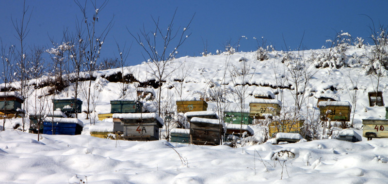 Bienenbeuten im Schnee