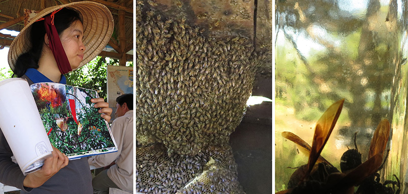 Italienische Biene in Asien