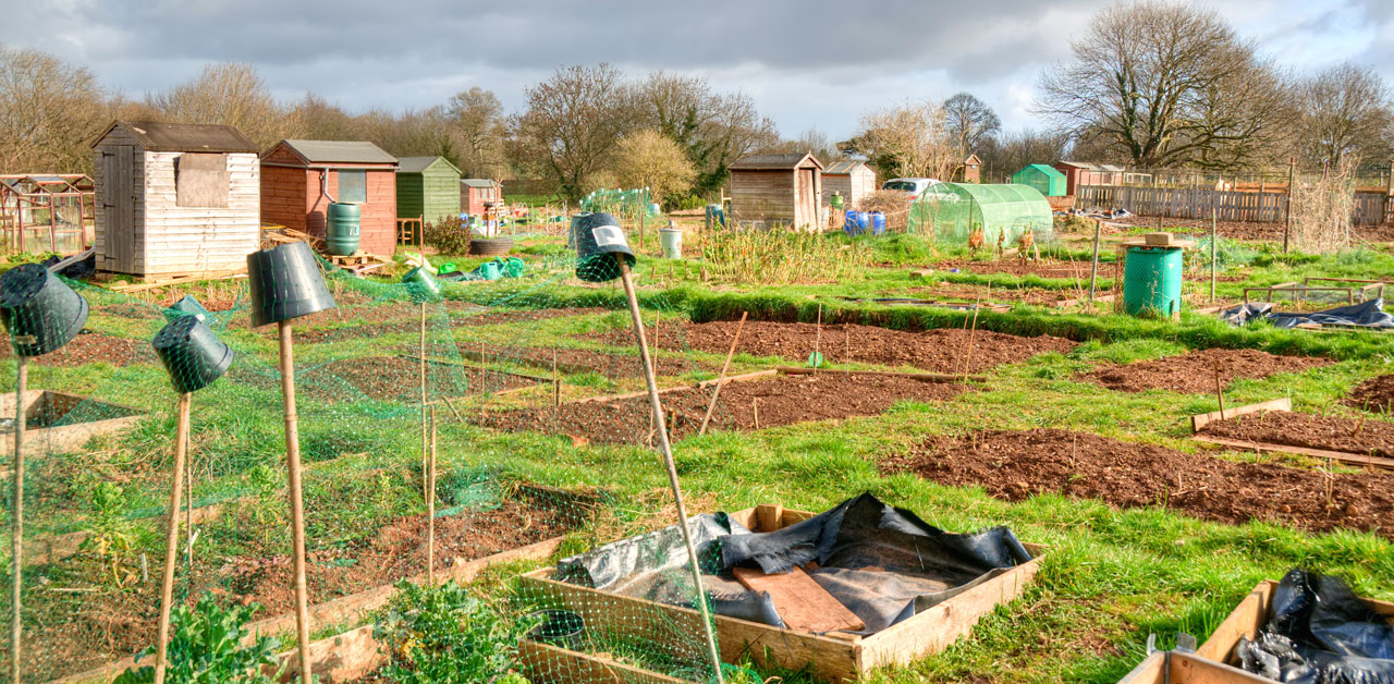 Bienenfreundliche Gartengestaltung