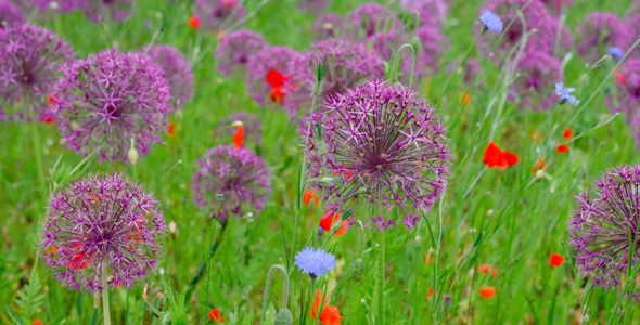 Eine Wiese mit bienenfreundlichen Pflanzen